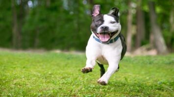 Joint Pain in Dogs