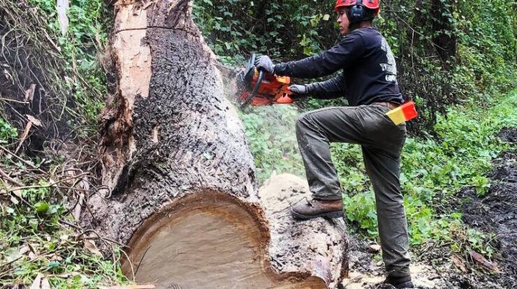 precision tree felling tree felling company