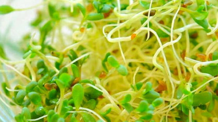 Homegrown Sprouts: From Seed to Plate, Your Guide to Freshness